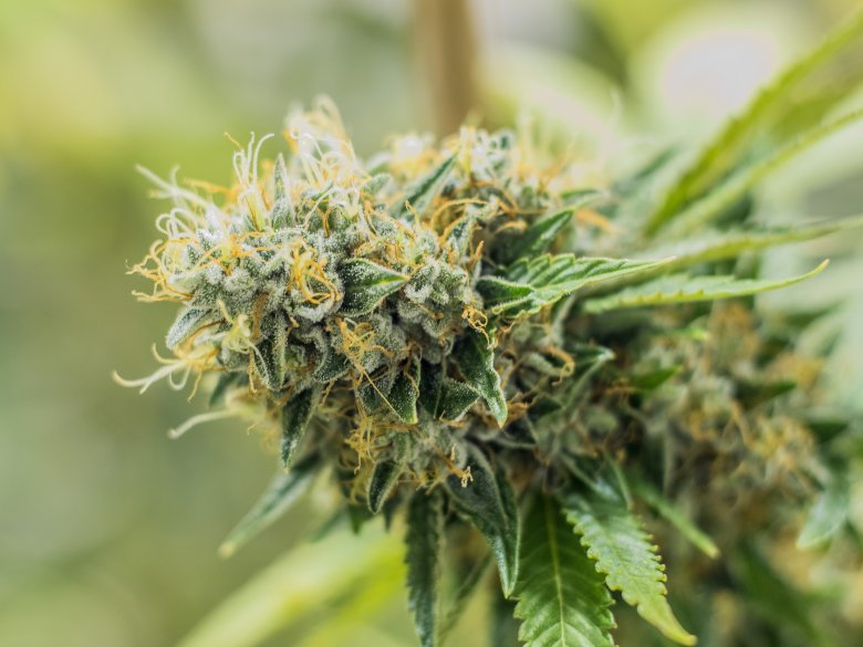 Las 3 mejores semillas de marihuana con alto contenido de THC 2