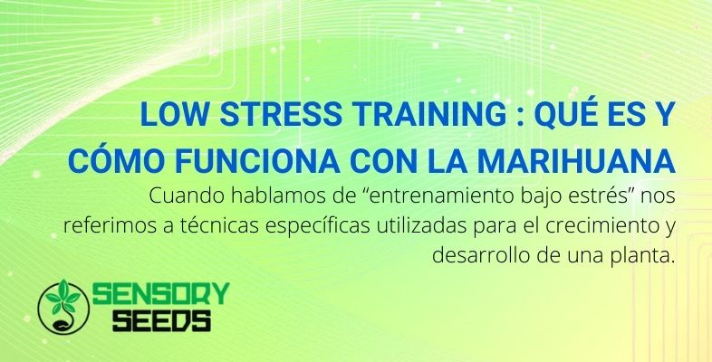 Low stress training qué es y cómo funciona con la marihuana