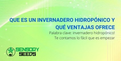 Que es un invernadero hidropónico y qué ventajas ofrece