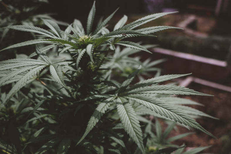 Semillas de cannabis autoflorecientes: trucos para una perfecta conservación