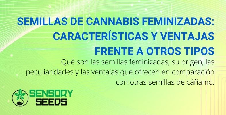 Semillas de cannabis feminizadas: características y ventajas frente a otros tipos