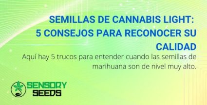 Semillas de cannabis light: 5 consejos para reconocer su calidad