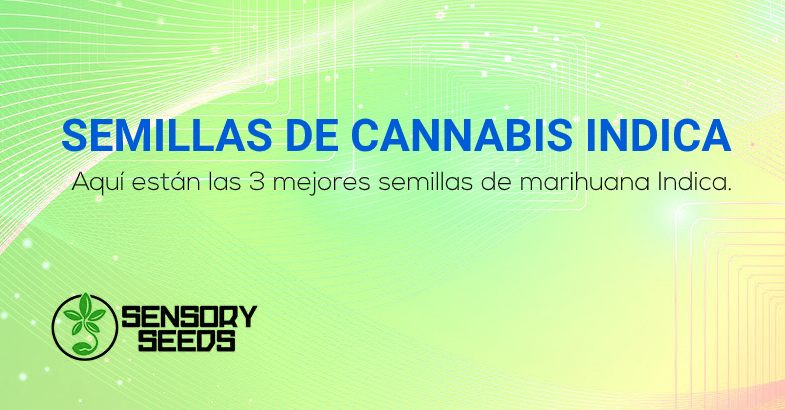 mejores semillas de cannabis Indica