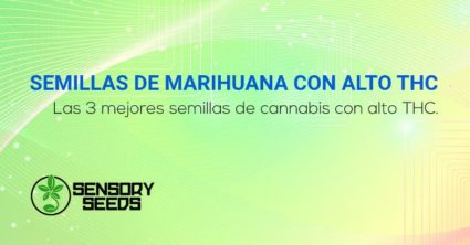 mejores semillas de marihuana con alto contenido de THC