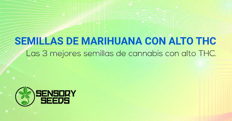 mejores semillas de marihuana con alto contenido de THC