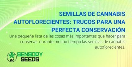 Semillas de cannabis autoflorecientes: trucos para una perfecta conservación