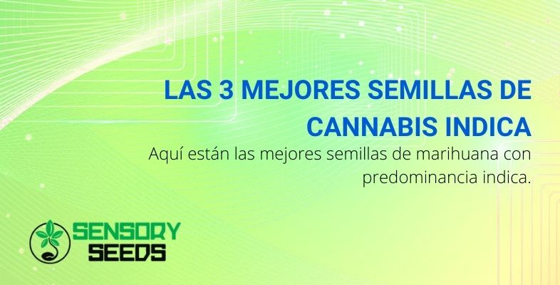 Las 3 mejores semillas de cannabis Indica