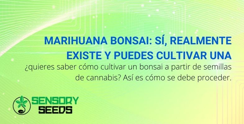 Marihuana Bonsai: Sí, realmente existe y puedes cultivar una