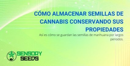 Cómo almacenar semillas de cannabis conservando sus propiedades