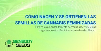 Cómo nacen y se obtienen las semillas de cannabis feminizadas