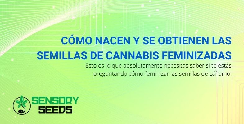 Cómo nacen y se obtienen las semillas de cannabis feminizadas