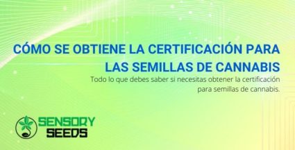 Cómo se obtiene la certificación para las semillas de cannabis