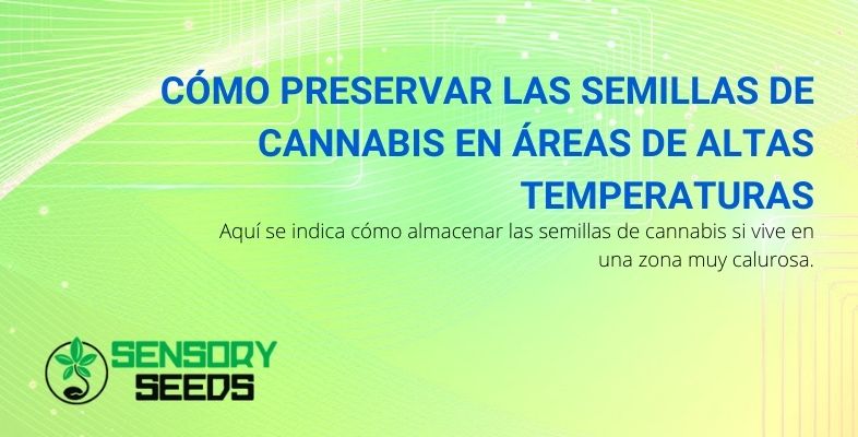 Cómo preservar las semillas de cannabis en áreas de altas temperaturas