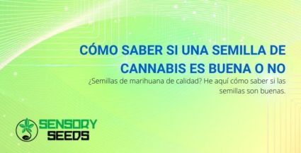 Cómo saber si una semilla de cannabis es buena o no