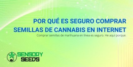 Por qué es seguro comprar semillas de cannabis en Internet