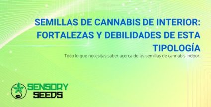 Semillas de cannabis de interior: fortalezas y debilidades de esta tipología