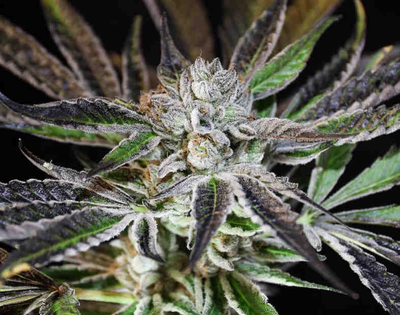 función de los tricomas de la planta de cannabis 