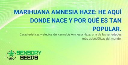 Marihuana Amnesia Haze.