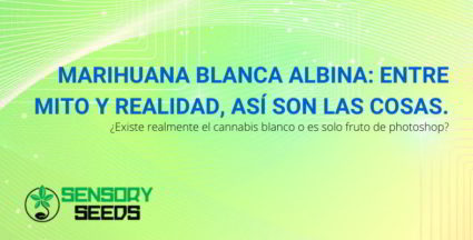 Marihuana blanca albina.