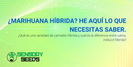 Marihuana híbrida.