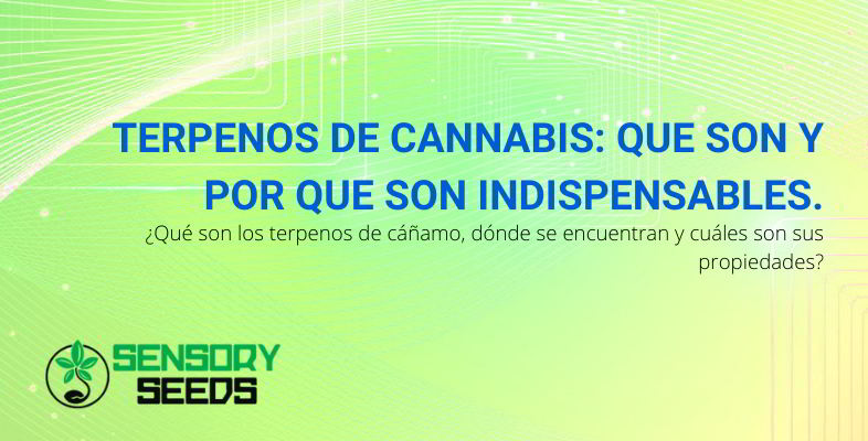 Terpenos de cannabis.