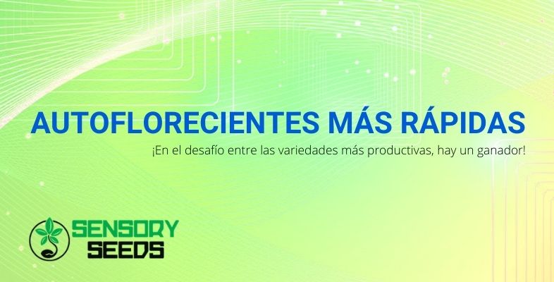 Autoflorecientes más rápidas: ¡En el desafío entre las variedades más productivas, hay un ganador!