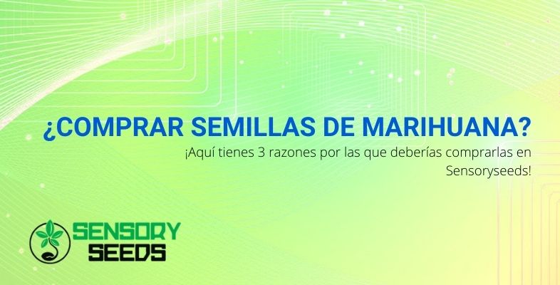 ¿Semillas de marihuana? ¡Aquí tienes 3 razones para comprarlas