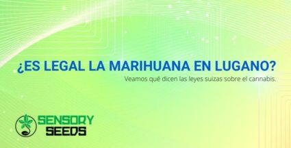 ¿Es legal la marihuana en Lugano? Veamos qué dicen las leyes suizas sobre el cannabis.