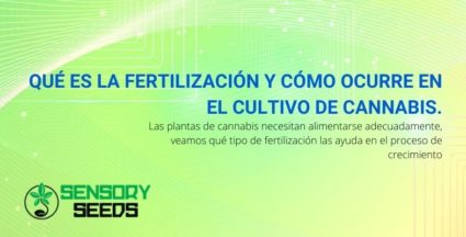 Qué es la fertilización y cómo ocurre en el cultivo de cannabis.