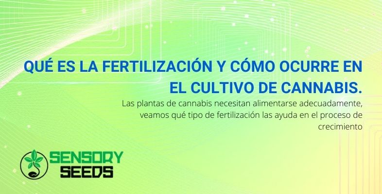 Qué es la fertilización y cómo ocurre en el cultivo de cannabis.