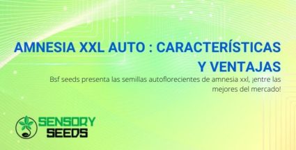 Las características y ventajas de una de las mejores autoflorecientes: Amensia XXL