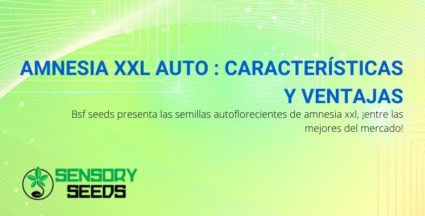 Las características y ventajas de una de las mejores autoflorecientes: Amensia XXL