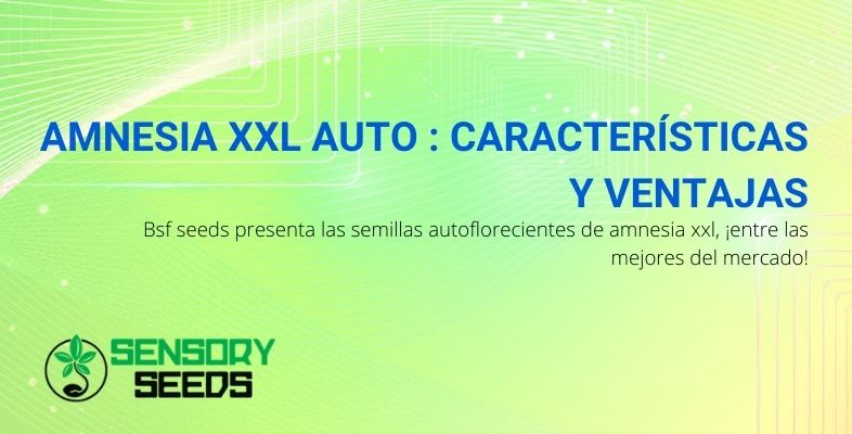 Las características y ventajas de una de las mejores autoflorecientes: Amensia XXL