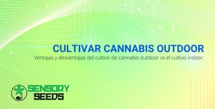 Ventajas y desventajas de cultivar cannabis al aire libre