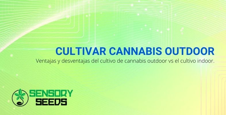 Ventajas y desventajas de cultivar cannabis al aire libre