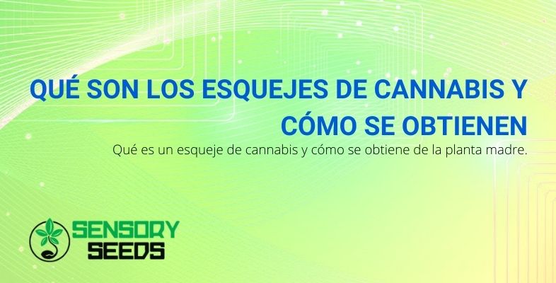 Esquejes de cannabis, cómo se obtienen y qué son