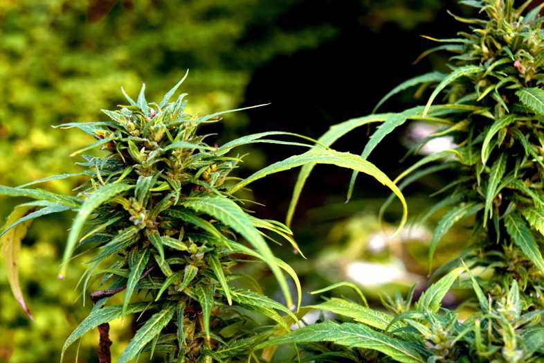Marihuana de rápido crecimiento: todos los beneficios