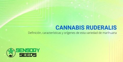 Marihuana Ruderalis: la definición, características y orígenes de esta variedad de cannabis