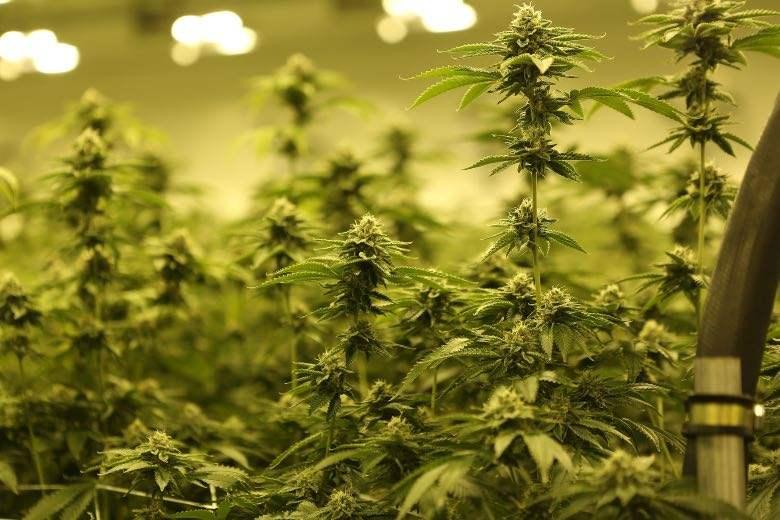 Los pros y los contras de cultivar cannabis en interiores