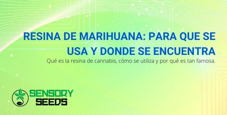 Que es y para que usos la resina de marihuana