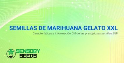 Las prestigiosas semillas de marihuana BSF, Gelato XXL: información y características