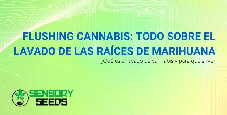 Flushing cannabis: todo sobre enjuagar las raíces del cannabis