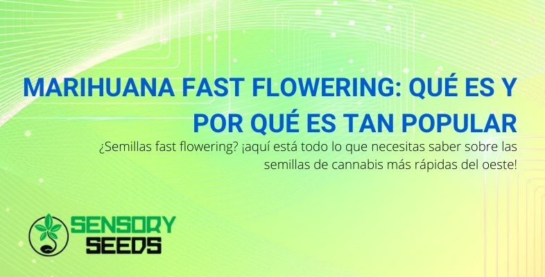 Todo lo que necesitas saber sobre las populares semillas de marihuana Fast Flowering