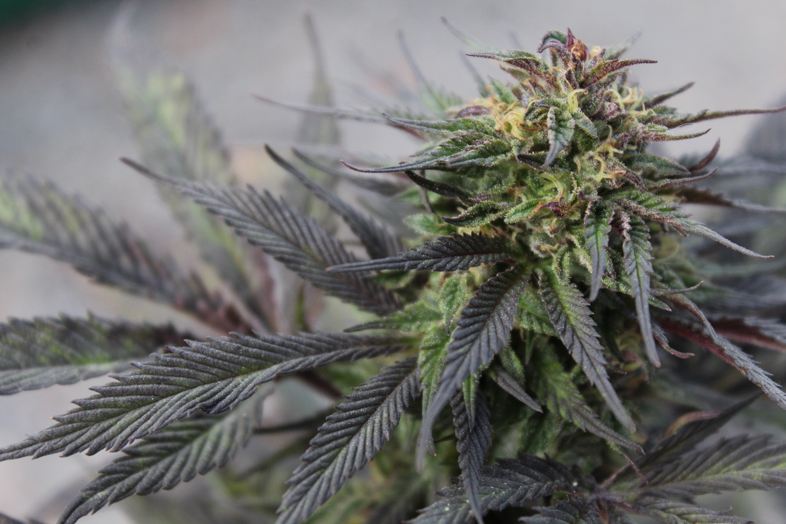 El ranking de las 5 mejores semillas de marihuana autoflorecientes