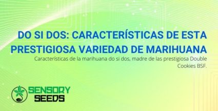 Las características de la variedad de marihuana Do Si Dos