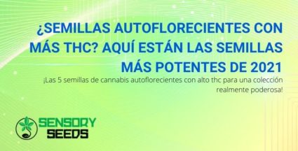 En 2021 las 5 semillas autoflorecientes con un alto contenido de THC