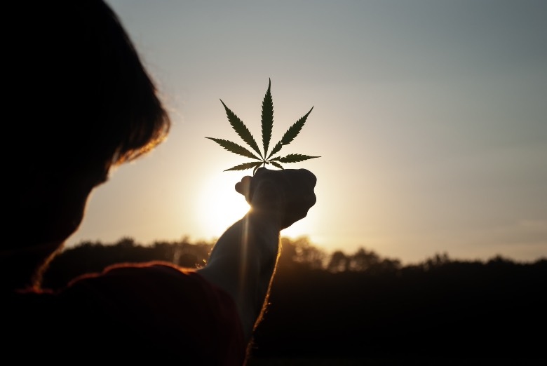 Cannabis: todos los beneficios terapéuticos