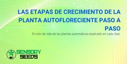 Las etapas de crecimiento del cannabis autofloreciente, paso a paso