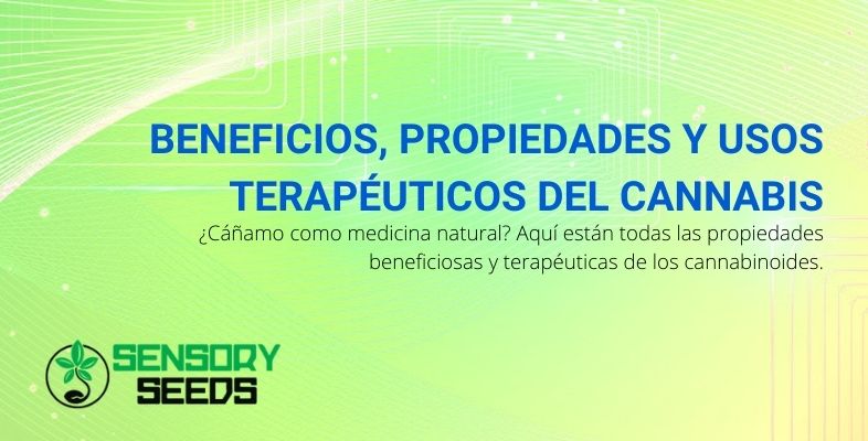 Cannabis: Beneficios, Propiedades y Usos Terapéuticos.