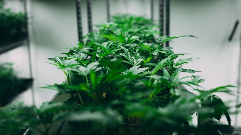 Cannabis autofloreciente cultivado en un entorno reducido
